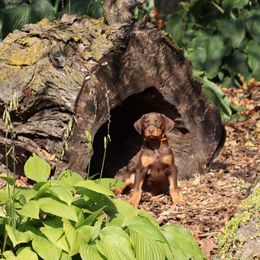 Doberman Pinscher Puppies from Laurel Vail