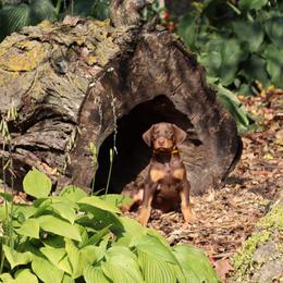 Doberman Pinscher Puppies from Laurel Vail