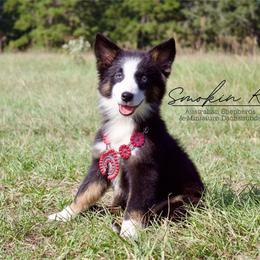 Cherry blossom - Black tri-color female Australian Shepherd puppy in Grapeland, Texas from Smokin K Aussies