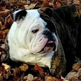 Bulldogs from Tammi Jarvis Bulldogs