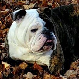 Bulldogs from Tammi Jarvis Bulldogs