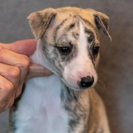 Whippet Puppies from Night Sky Whippets
