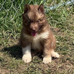 Carmelita - Red and white female Siberian Husky puppy in London, Ohio from Rose Trail Siberian’s