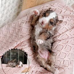 Etta - Tri-color female Bernedoodle puppy in Cold Spring, Minnesota from A.N.A. Doodles