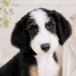 Millie - Bernedoodle