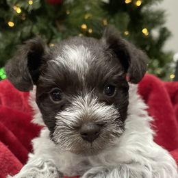 Miniature Schnauzers from Parti Time Miniature Schnauzers