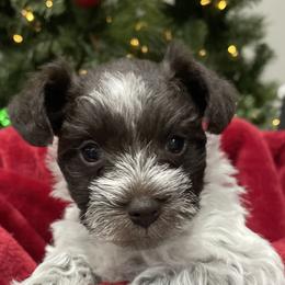 Miniature Schnauzers from Parti Time Miniature Schnauzers
