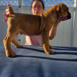 DEW - Fawn male Cane Corso puppy in St. Augustine, Florida from RG2 Cane Corsos