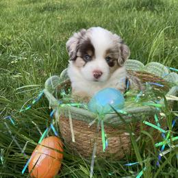 Miniature American Shepherd and Toy Australian Shepherd Puppies from Riverstone Aussies