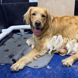 Golden Retriever puppies from Burr Oak Hills Kennel