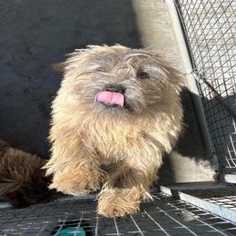 Flap Jack - Cairn Terrier