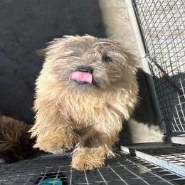 Flap Jack - Cairn Terrier