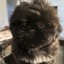 Shih Tzu Puppies from Magnolia Tzus