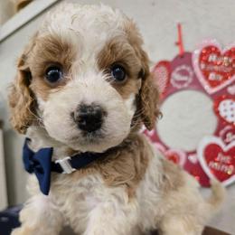 Philip - Blenheim male Cavapoo puppy in Truckee, California from Heavenly Goldendoodles