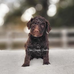 Aussiedoodle, Goldendoodle, and Poodle Puppies from Trin's Designer Doodles