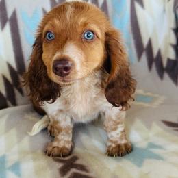 Boy 2 - Piebald male Dachshund puppy in Oklahoma from DRB Dachshunds