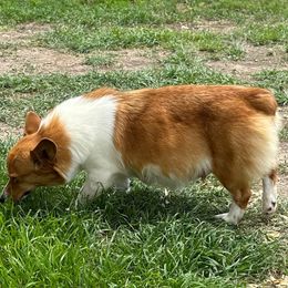 Lacey - Pembroke Welsh Corgi
