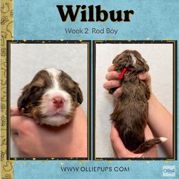 Wilbur (Red boy) - Tri-color male Bernedoodle puppy in Boiling Springs, South Carolina from OlliePups, LLC