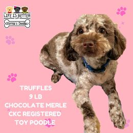 Truffles - Poodle