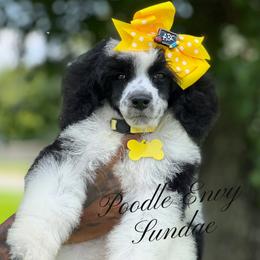 Goldendoodle and Poodle Puppies from Denikka Collins