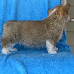 Pembroke Welsh Corgi Puppies from GSF Pembroke Welsh Corgis