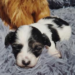 Marla - Black & tan tri-color female Maltipoo puppy in North East, Maryland from North Star Kennel