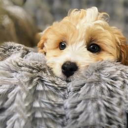 Donald - Blenheim male Cavapoo puppy in Van Alstyne, Texas from Home Grown Puppies