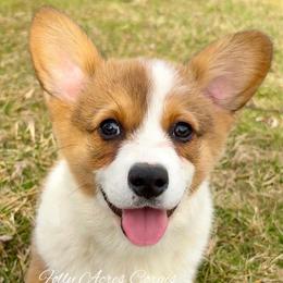 Sage - Sable female Pembroke Welsh Corgi puppy in White Hall, Maryland from Folly Acres Corgis