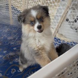 Luca - Merle male Pomsky puppy in Long Grove, Illinois from Windy City Pomsky