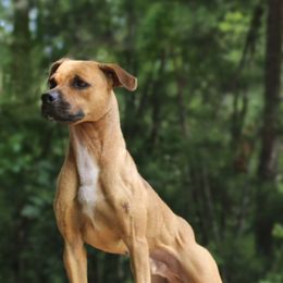American Pit Bull Terriers from Axios Kennels