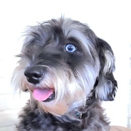 Mystic - Miniature Schnauzer