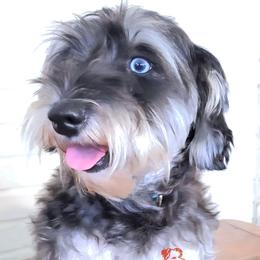 Mystic - Miniature Schnauzer