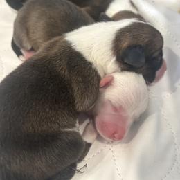 Pembroke Welsh Corgi Puppies from Kelsie Prieskorn