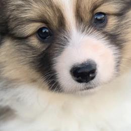 Pembroke Welsh Corgis from Nuna’s  Corgis