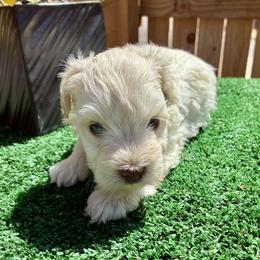 Zeus - Wheaten male Miniature Schnauzer puppy in Menifee, California from Moonshine’s Minis
