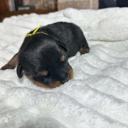 Yellow Girl - Black and mahogany female Rottweiler puppy in Humble, Texas from Inexorable Haus Early Rotts