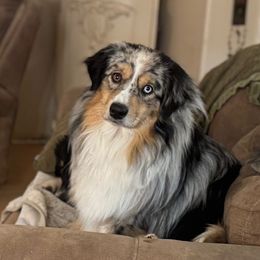 Rome - Miniature American Shepherd