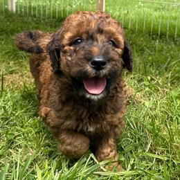 Cheddar - Sable male Bordoodle puppy in Canfield, Ohio from Poo's Doo's & Inu's