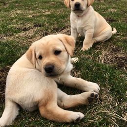 Labrador Retriever Puppies from Lonedove Kennels