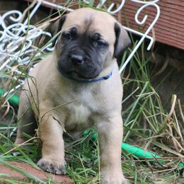 Boerboel Puppies from Northland Boerboels