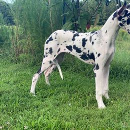 Great Dane Puppies from Dynamic Danes