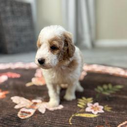 Phantom - Parti male Goldendoodle puppy in Jacksonville, Florida from Dandelion Doodles