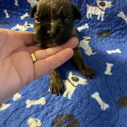 Boy 5 - male Boxer puppy in Custer, South Dakota from Tracy's Boxers