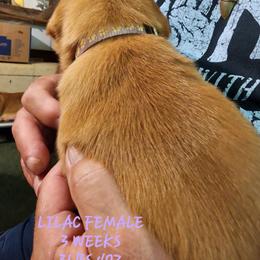 Lilac female - Yellow female Labrador Retriever puppy in Appling, Georgia from Kelley's Red Clay Labradors