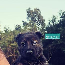 Gray collar - Sable male German Shepherd puppy in Dexter, Missouri from Vom Morris Haus German Shepherds
