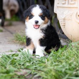 Chocolate Pie - Black tri male Miniature American Shepherd puppy in Groesbeck, Texas from Epic Miniature American Shepherds