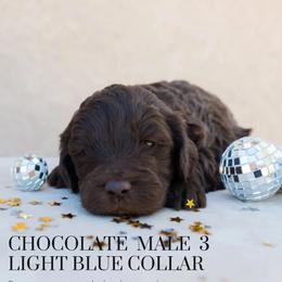 Aussiedoodle and Goldendoodle Puppies from Ever After Doodles Arizona
