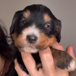 Fiji - Tri-color male Bernedoodle puppy in Clermont, Florida from Shadow Bernedoodles & Dog Training