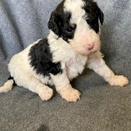 Bernedoodle Puppies from Crider’s Critters