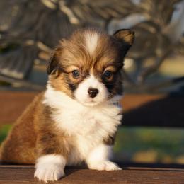FLUFFY COAT-SUGAR - Sable female Pembroke Welsh Corgi puppy in Berea, Kentucky from SunShine Corgis